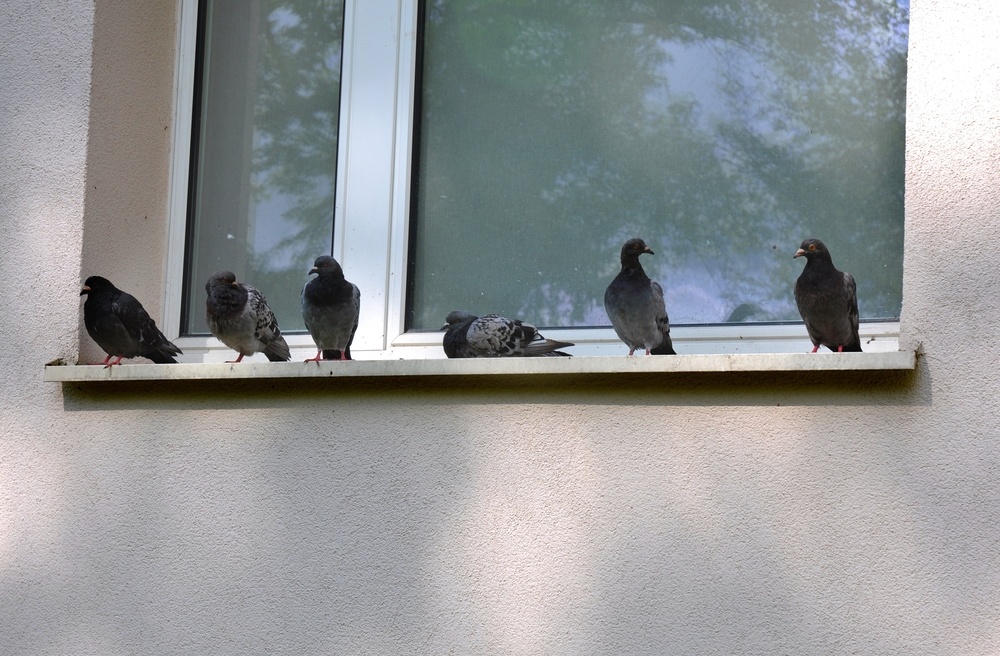 Allontanare i piccioni dal condominio: come fare e chi paga?